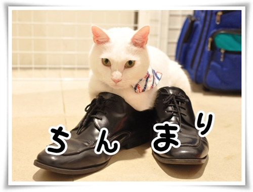 京都の猫グッズ What S Michael That Smichael