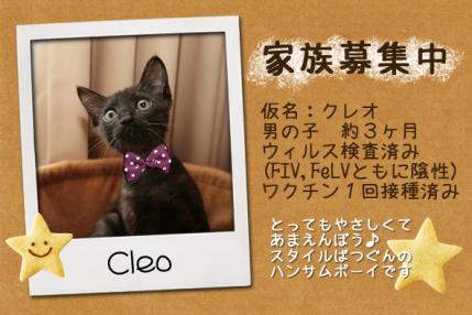 cleo2.jpg